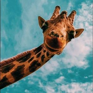 Meet your Posher, Julia